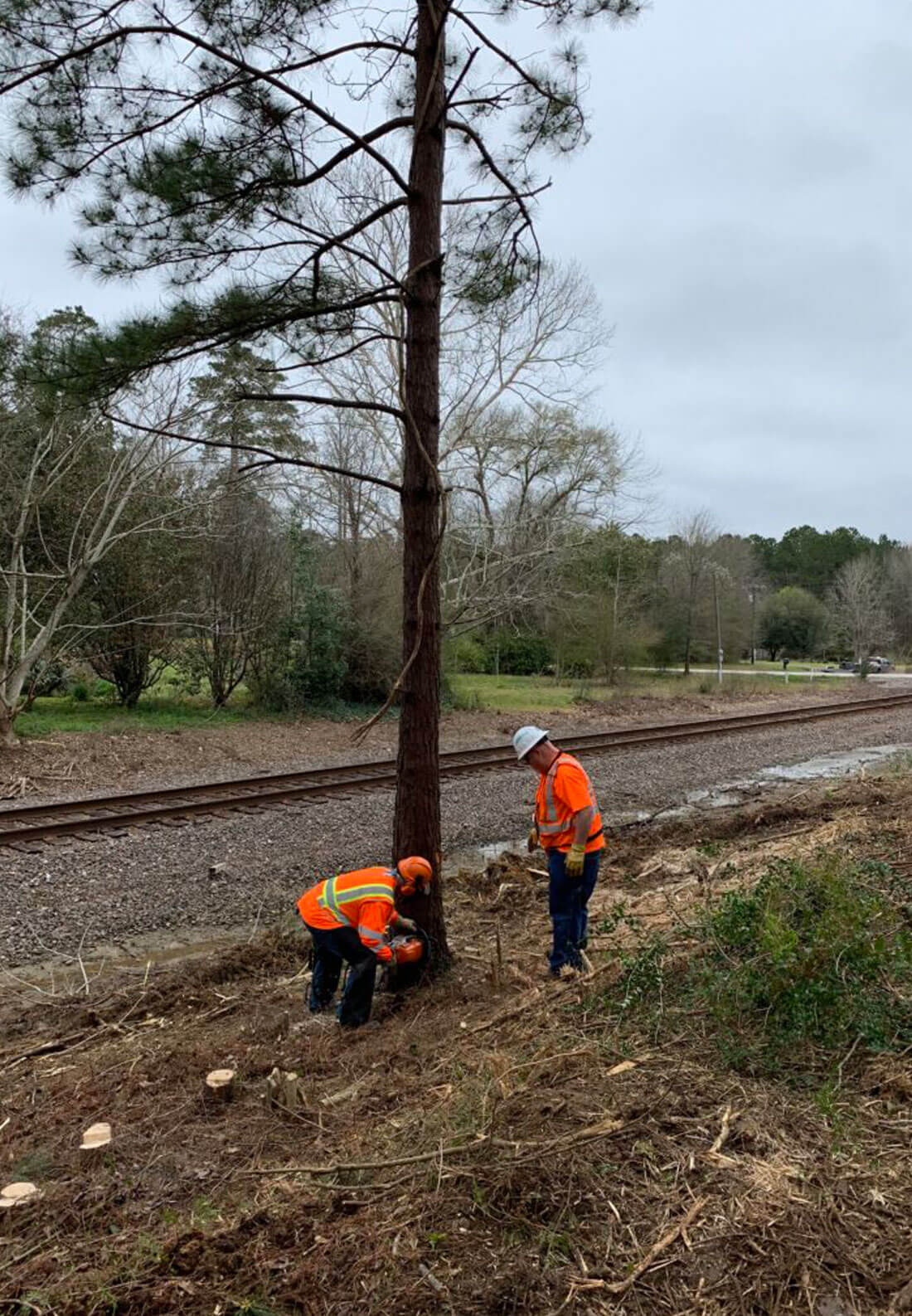 Men cutting down tree Men cutting down tree